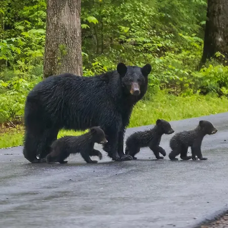 Four Bears Den, Hot Tub, 1089 Of Free Attraction Tickets For Each Paid Day, Dollywood And More